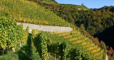VinoNews24 – Un kerner granitico per Cantina Valle Isarco, il debutto del Granit 960
