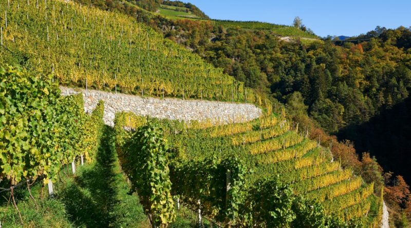 VinoNews24 – Un kerner granitico per Cantina Valle Isarco, il debutto del Granit 960