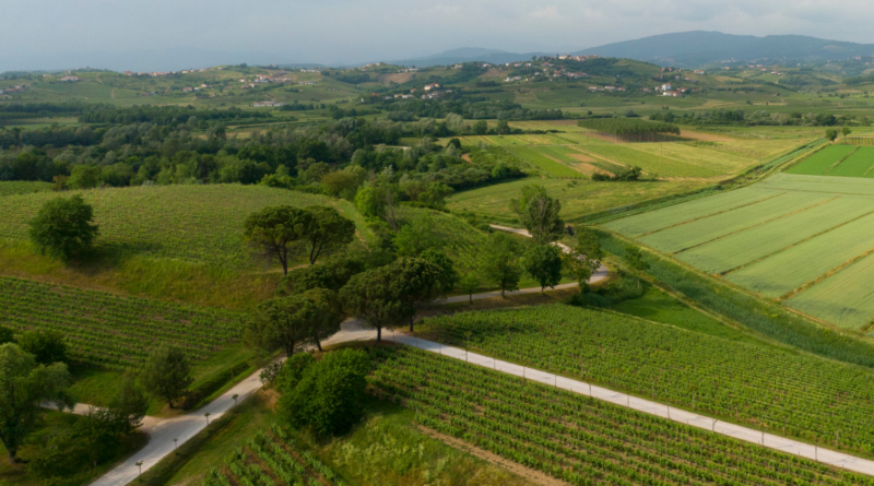 VinoNews24 – Collio, una rete per l’eccellenza del pinot bianco